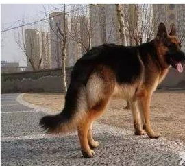 蝴蝶犬的尾巴是什么样子的