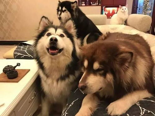 阿拉斯加犬的知识