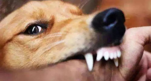 狗的狂犬病几天死亡