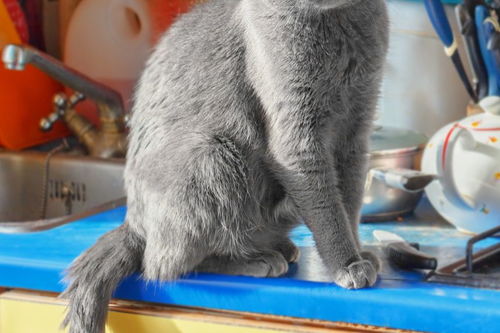 猫交配多久能生