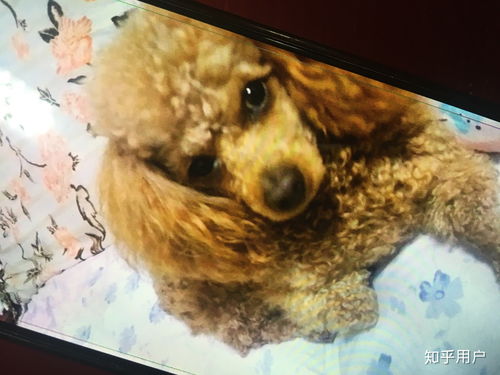 泰迪狗的寿命多少年