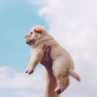 狗狗关节肿大能自愈吗