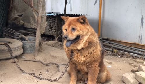 狗生狗之后多久可以再生
