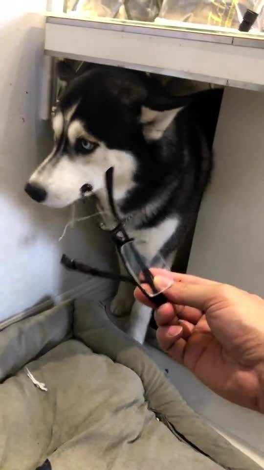 三根须犬狗好不好