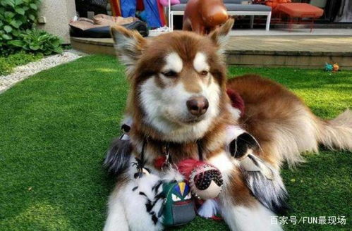 阿拉斯加犬贵还是哈士奇贵