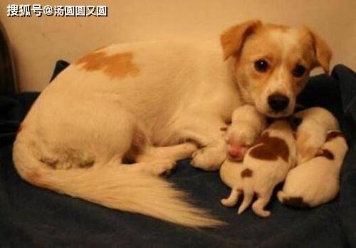 母狗下完狗
