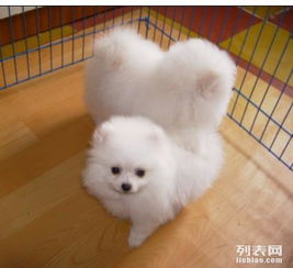 博美幼犬打疫苗时间