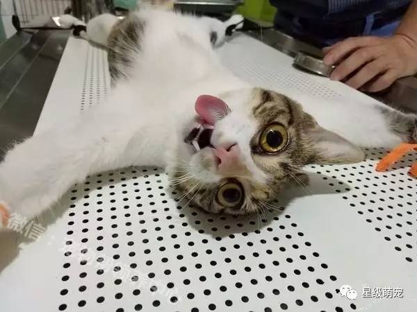 猫绝育之后吐猫粮