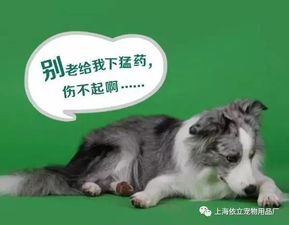 狗狗体内驱虫药吃几次