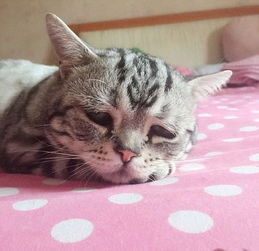 小猫咳嗽食欲不振