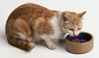 小猫多久吃食物