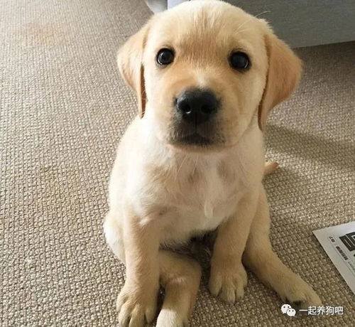拉布拉多幼犬体内驱虫是打针吗-
