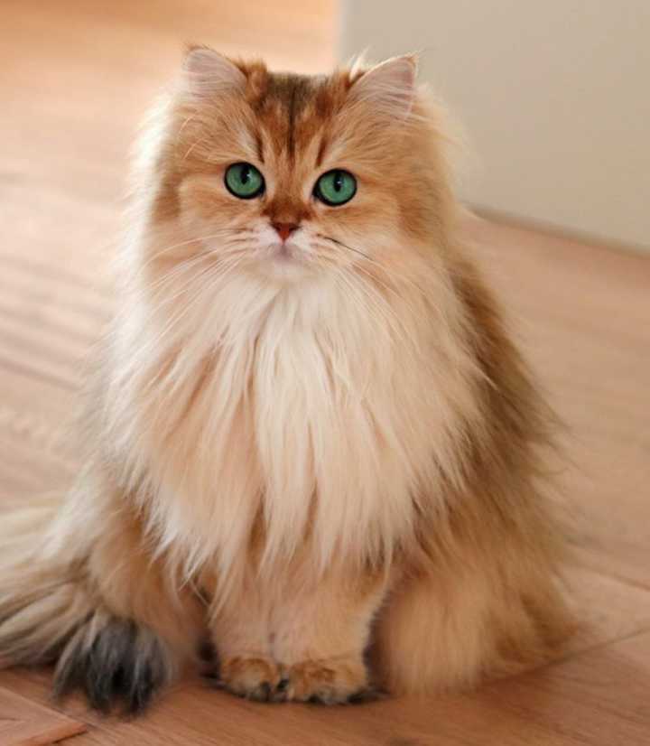 长毛猫多久毛长出来