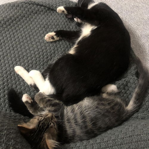 小猫绝育几天拆线