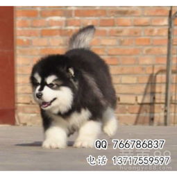 赛级阿拉斯加犬多少钱一只