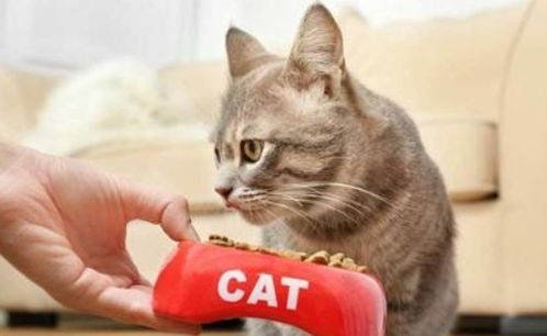 猫咪埋猫粮的动作是为什么