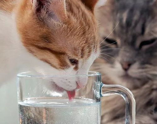 猫能多长时间不喝水