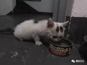 小公猫几个月蛋蛋下来