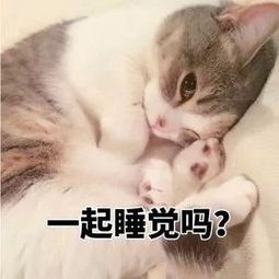 猫咪需要储粮桶吗