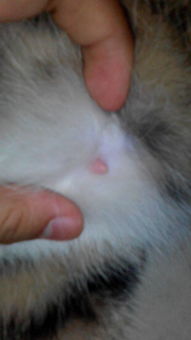 猫多久下崽儿