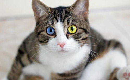 猫尿闭吃什么猫粮