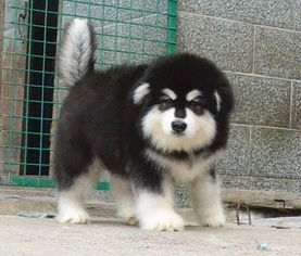 阿拉加斯犬价格