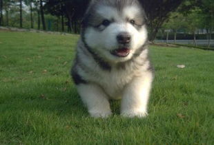阿拉斯加幼犬喜欢吃什么