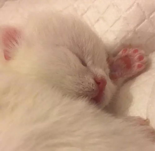才出生的猫多久睁眼