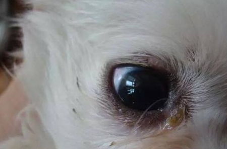 狗狗眼睛好多眼屎