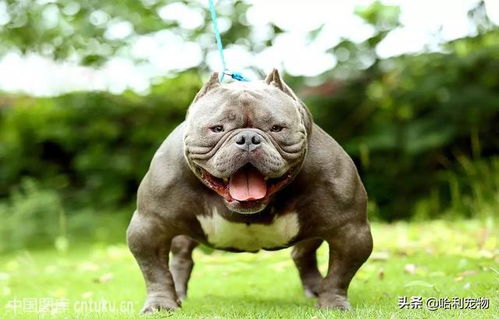 恶霸犬怀孕多久可以看出来肚子大