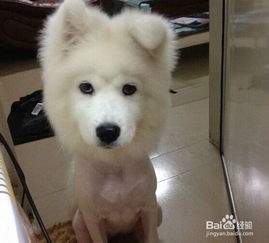 怎么知道狗狗怀孕几个月了