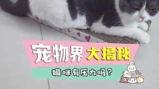 猫尿血吃什么止血药