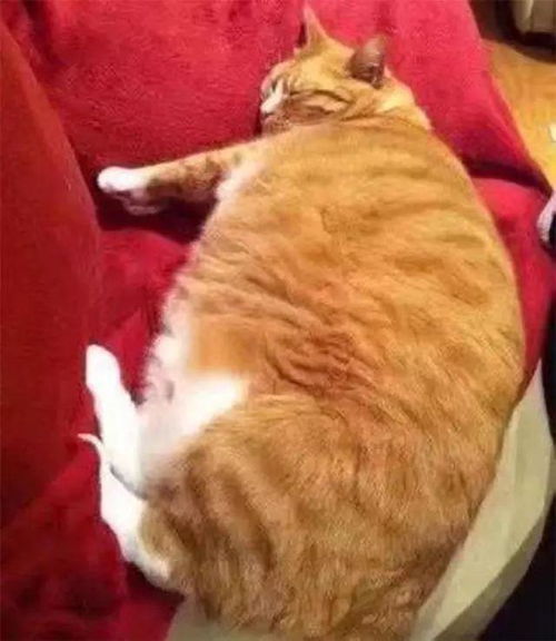 猫长胖了怎么减肥