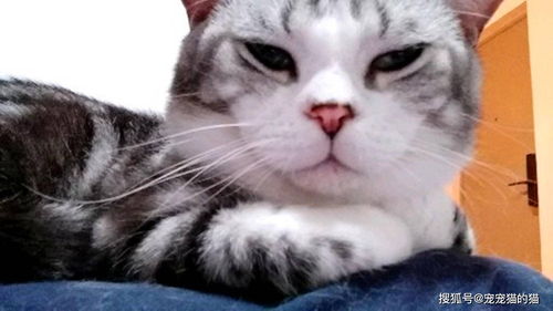 猫关节受伤