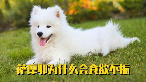 萨摩耶食欲不振