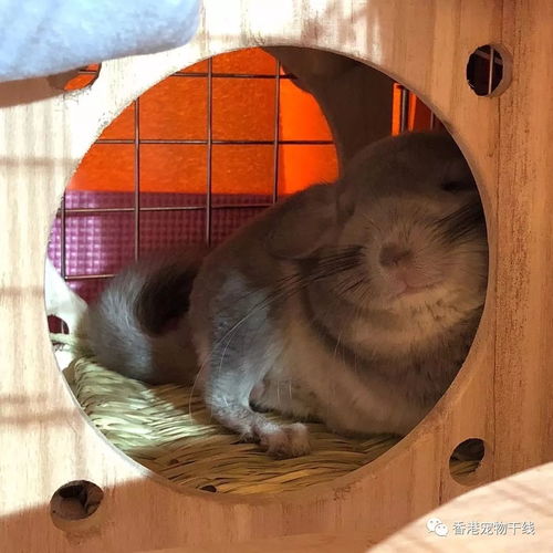 龙猫不吃龙猫粮