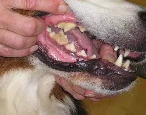 狗狗流口水拉稀要警惕