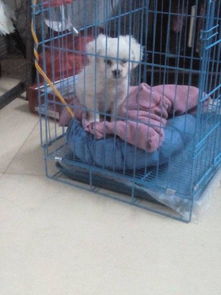 狗狗狂犬疫苗多少钱一针,多久打一次
