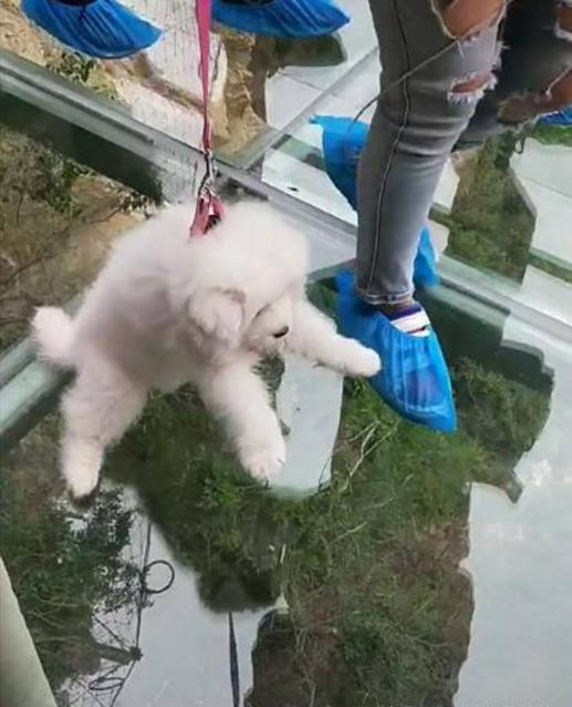 狗狗流产多久才流干净