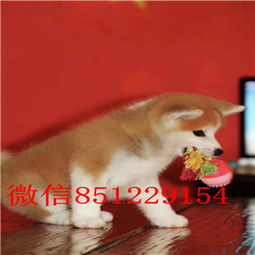 青岛正规狗舍