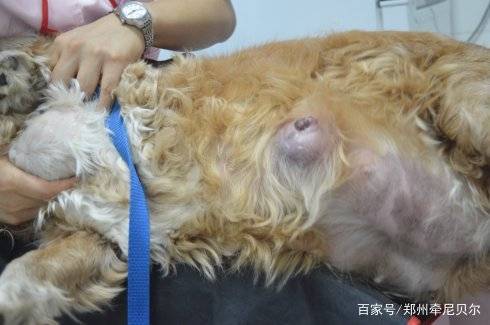 狗手术后多久可以拆线