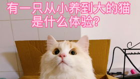 猫咪养成猪