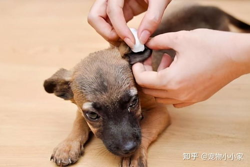 立耳的狗叫什么