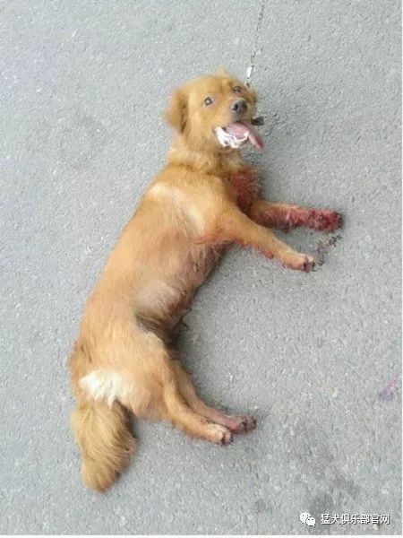 狗吐白沫抽搐死了是狂犬病吗