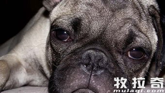 怎么提高狗狗食欲和免疫力
