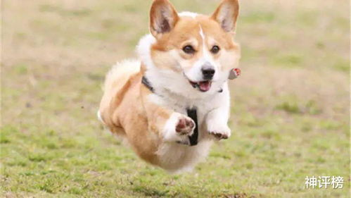 买狗应该买什么
