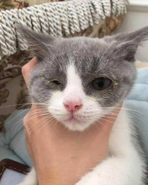 怎么判断猫咪有没有鼻支炎