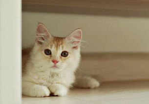 猫猫感冒有哪些征兆