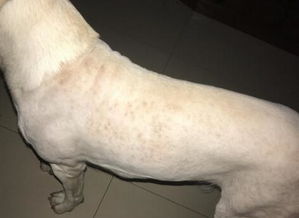 狗狗的皮肤病症状