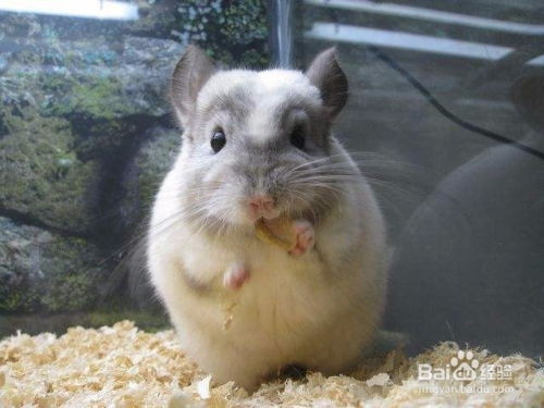 龙猫吃兔粮吗